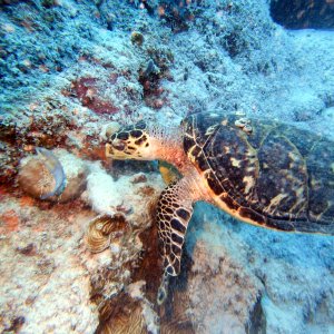 Turtle at Director's Baii