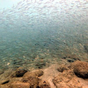 Bait ball as we surfaced