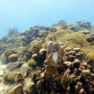 Coral near the shore