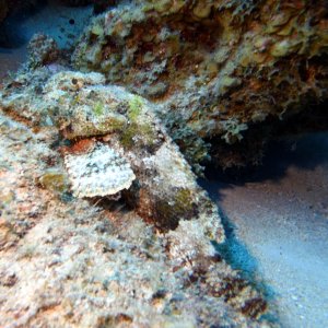 Stonefish at Marie Pompoen