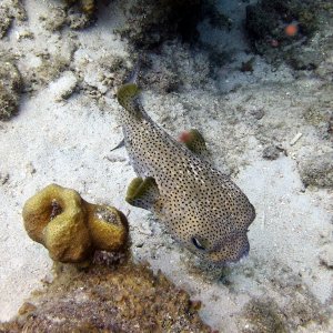 Puffer at Marie Pompoen