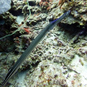 Pipefish at Marie Pompoen