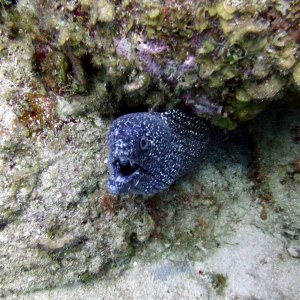 Spotted moray at Marie Pompoen