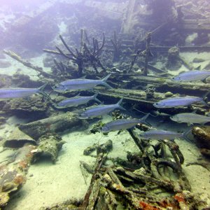 School of tarpon cruising past the car pile