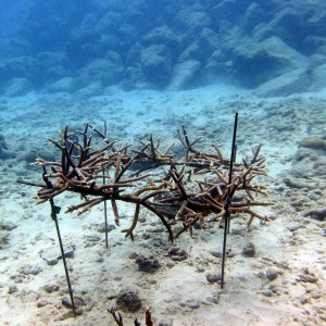 Coral restoration