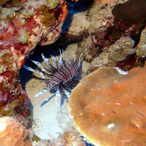 Lionfish at Black Coral Garden