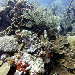Coral at Watamula
