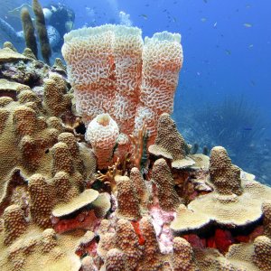 Sponges at Watamula