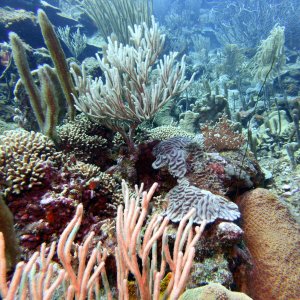More coral at Watamula