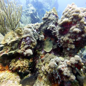 Even more coral at Watamula