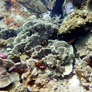 There's a lot of coral at Watamula