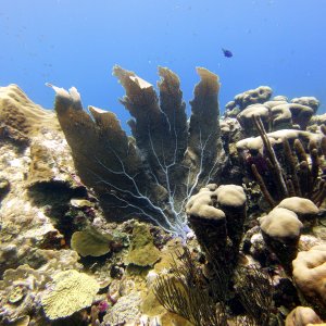 Big fan coral at Watamula