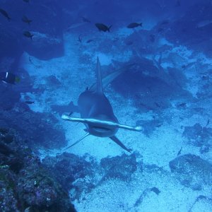 Hammerhead checking me out
