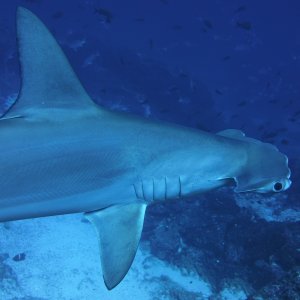 Hammerhead giving me the side eye