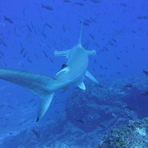 Hammerhead saying goodbye...