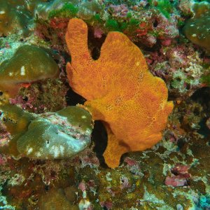 Orange Frogfish