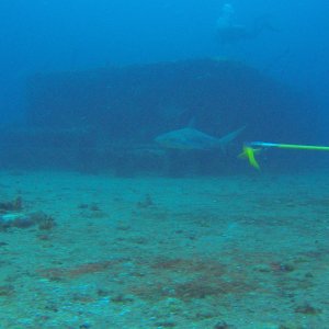 1 - sharks on the WIT Shoal wreck.JPG