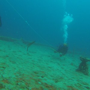 3 - sharks on the WIT Shoal wreck.JPG