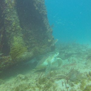 7 - turtle on Navy Barges wrecks.JPG