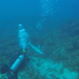 16 - sharks off St Thomas.JPG