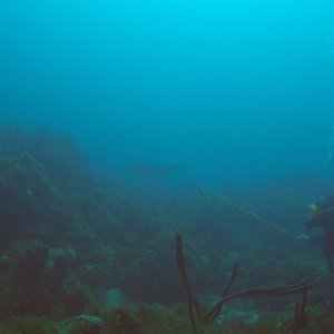 20 - reluctant shark.JPG