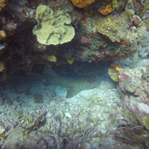 31 - shark on one of the better reefs at USVI.JPG
