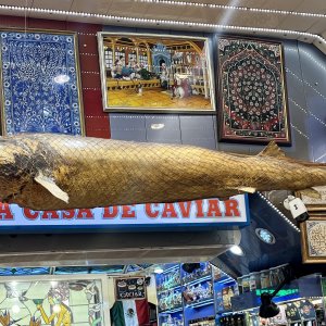 Pretty sure that's a dried belgua