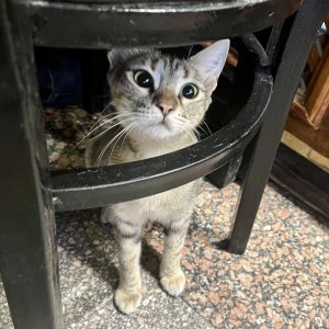 Hungry gato