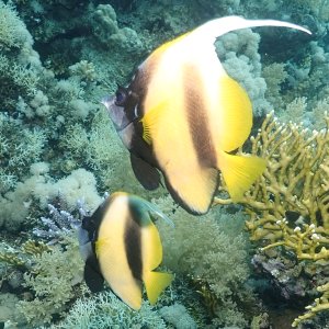 Bannerfish