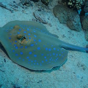 ray