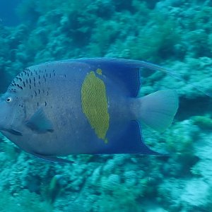 Arabian Angelfish