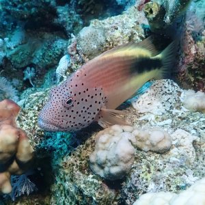 Freckled Hawkfish