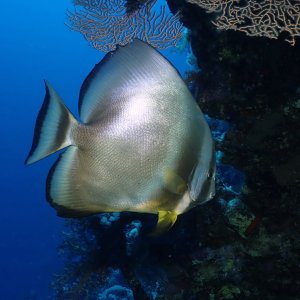 Teira batfish