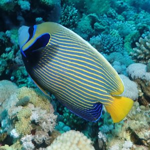 Emperor Angelfish