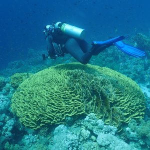 Lettuce coral
