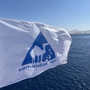 Camel Dive