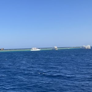 Reef visitors