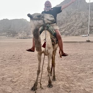 Sushi of Arabia