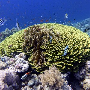 Green coral at Jackson Reef