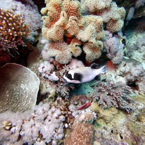 Masked puffer at Jackson Reef