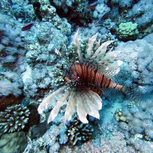 Lionfish at Jackson Reef