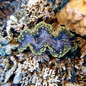 Clam at Jackson Reef
