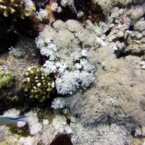 Pulsating coral at Jackson Reef