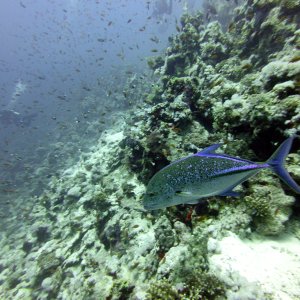 Jack at Jackson Reef