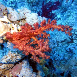 Orange coral at Jackson Reef