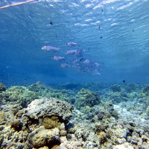 Bunch of jacks at Jackson Reef