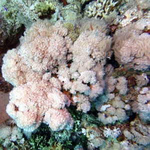Pulsating coral at Gordon Reef