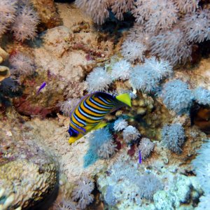 Regal butterfly at Gordon Reef