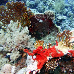 Coral at Gordon Reef
