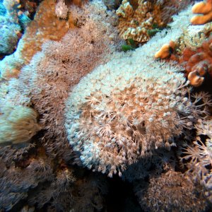 Pulsating coral at Gordon Reef